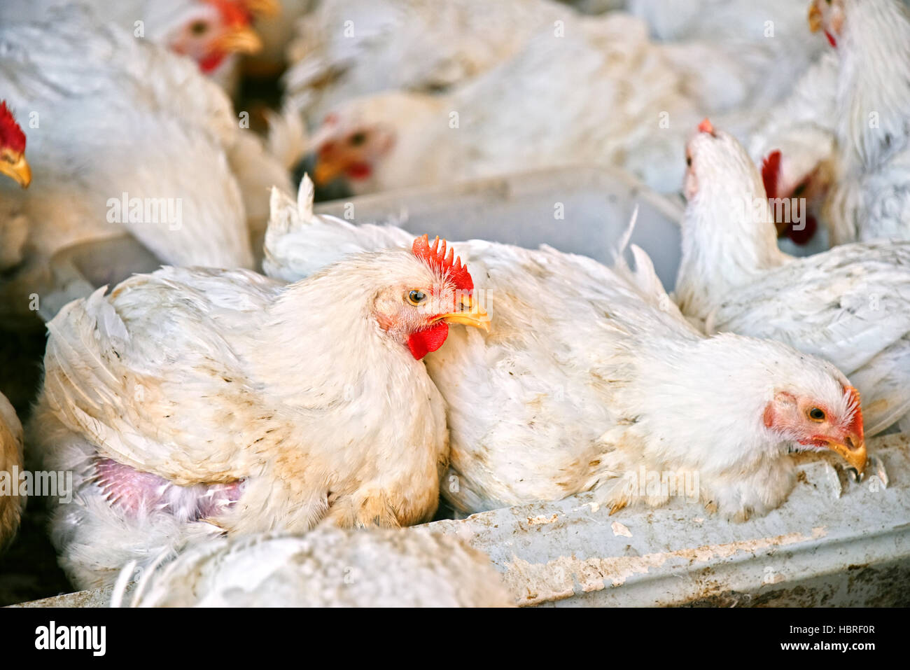 Les jeunes poulets dans une ferme de volailles. Banque D'Images