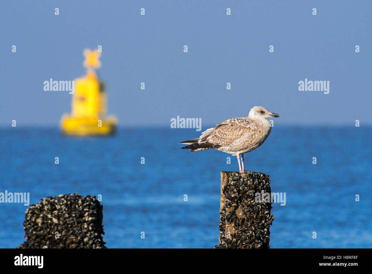 European Herring Gull (Larus argentatus) en premier plumage d'hiver perché sur beach poster le long de la côte de la mer du Nord Banque D'Images