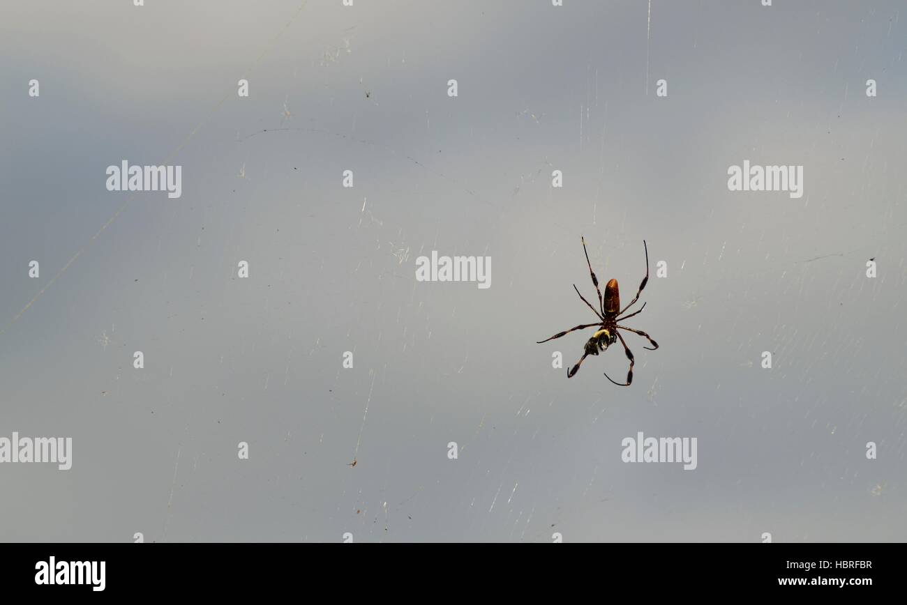 L'araignée banane effrayant aussi connu sous le nom de golden silk orb weaver spider dans un site web à seminole state forest en Floride centrale. Banque D'Images
