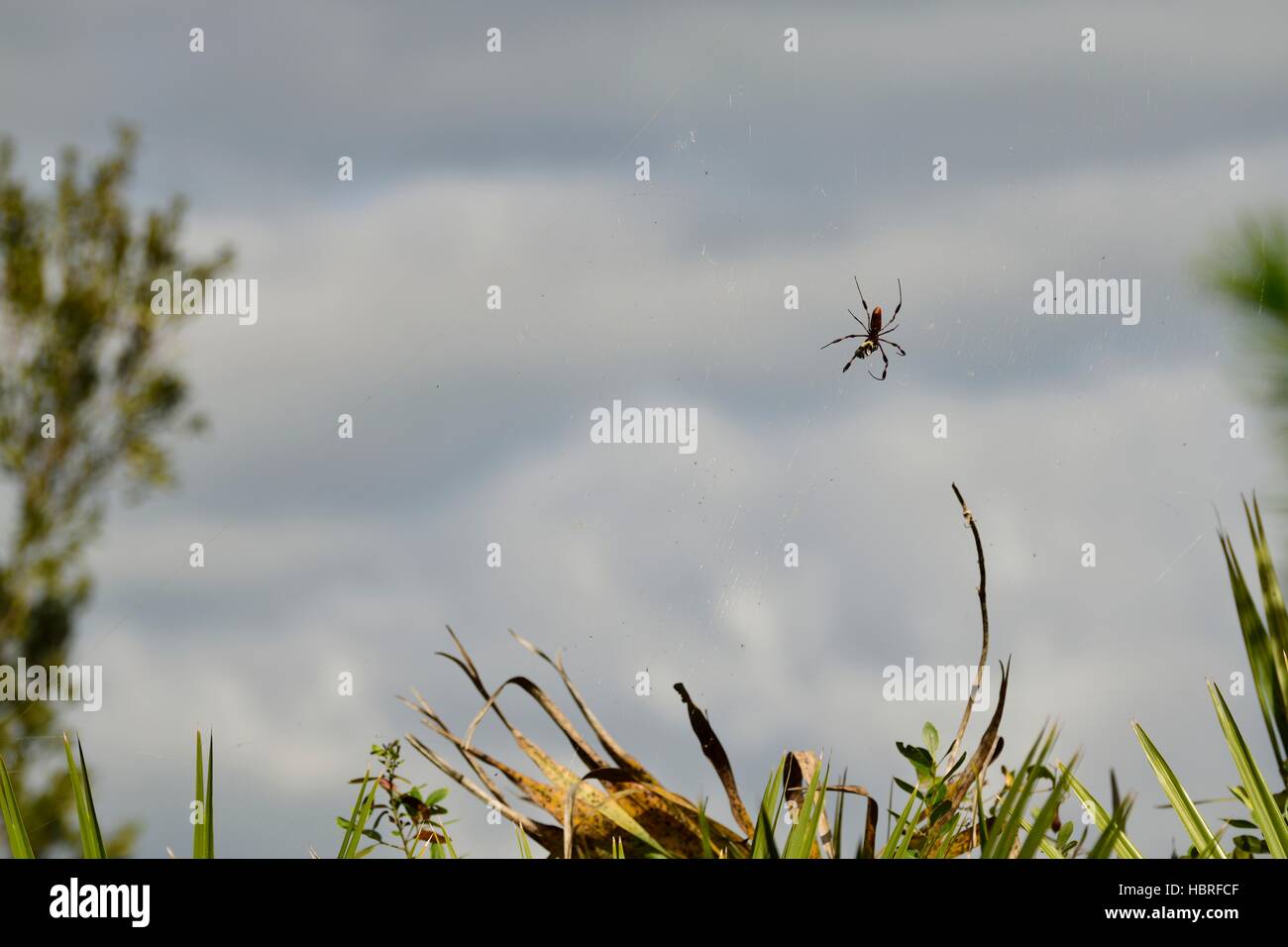 L'araignée banane effrayant aussi connu sous le nom de golden silk orb weaver spider dans un site web à seminole state forest en Floride centrale. Banque D'Images