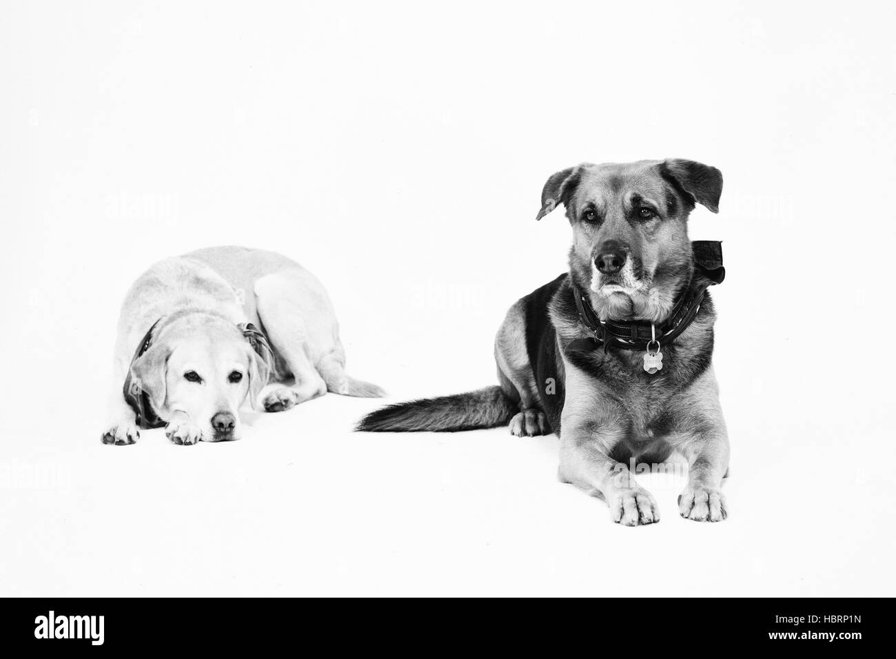 chiens Banque D'Images