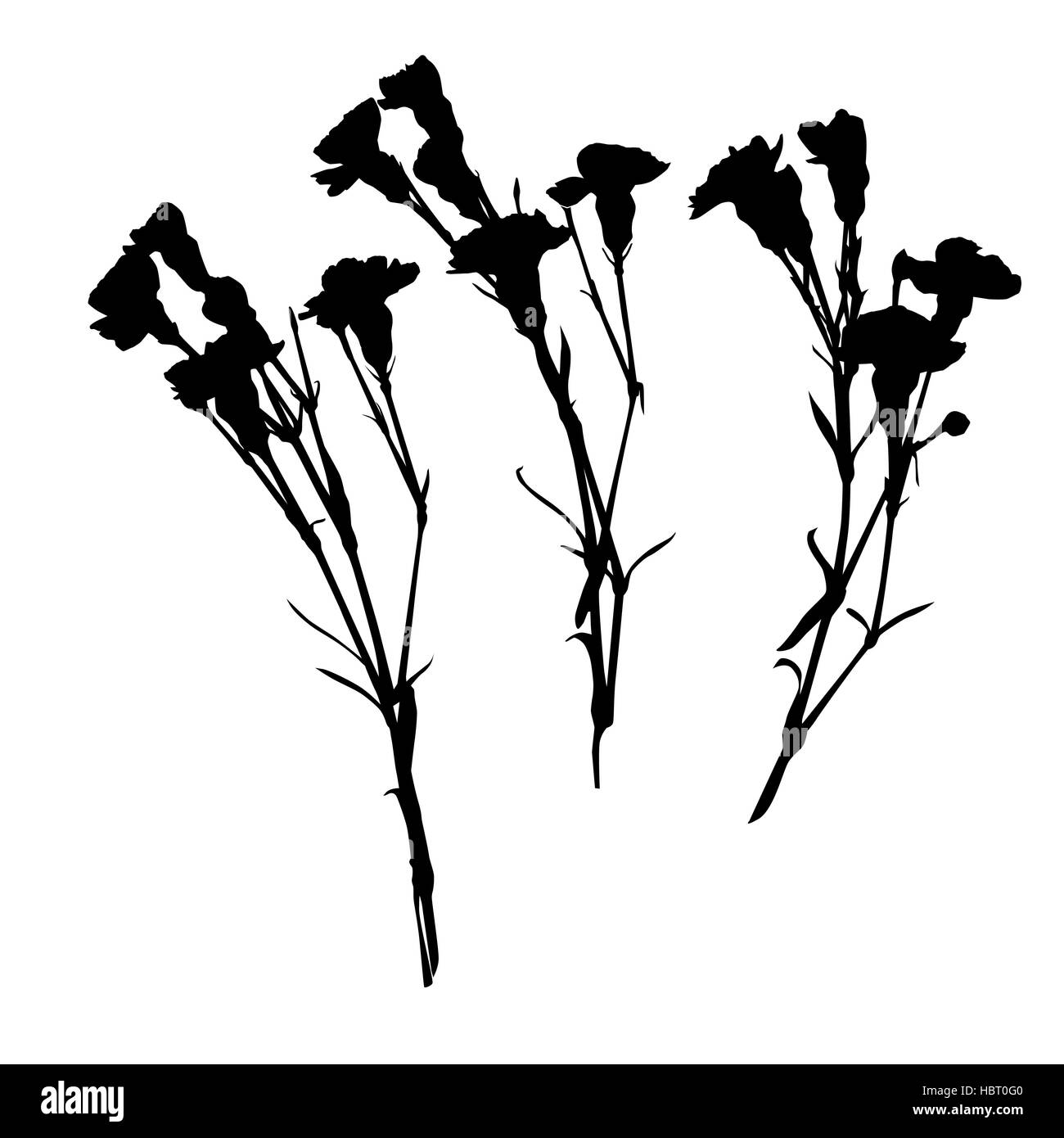 Silhouettes de carnation Banque D'Images