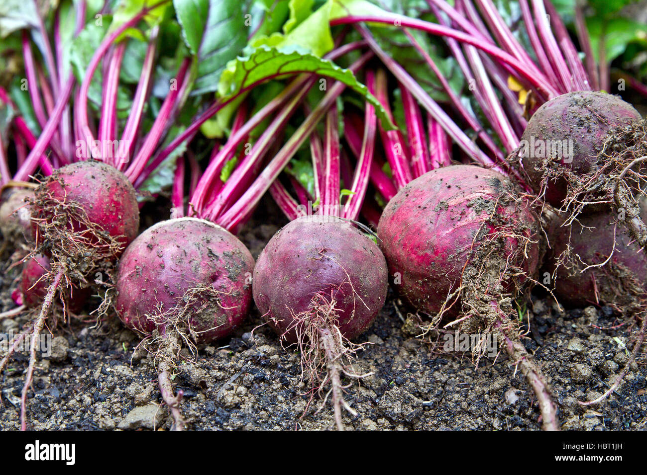 La betterave avec de la terre sur le terrain. Betterave frais biologiques sur terre Banque D'Images