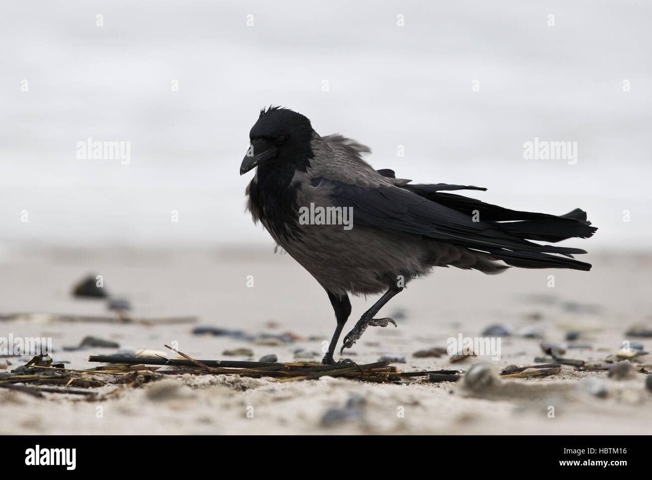 Hooded Crow Stormy Weather Banque D'Images