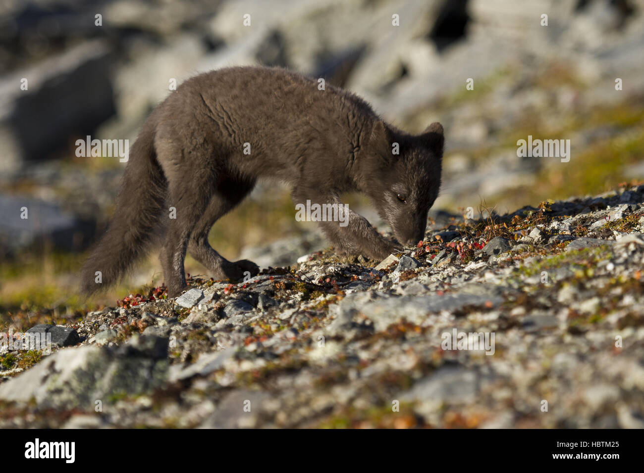 Le renard arctique odorant Banque D'Images