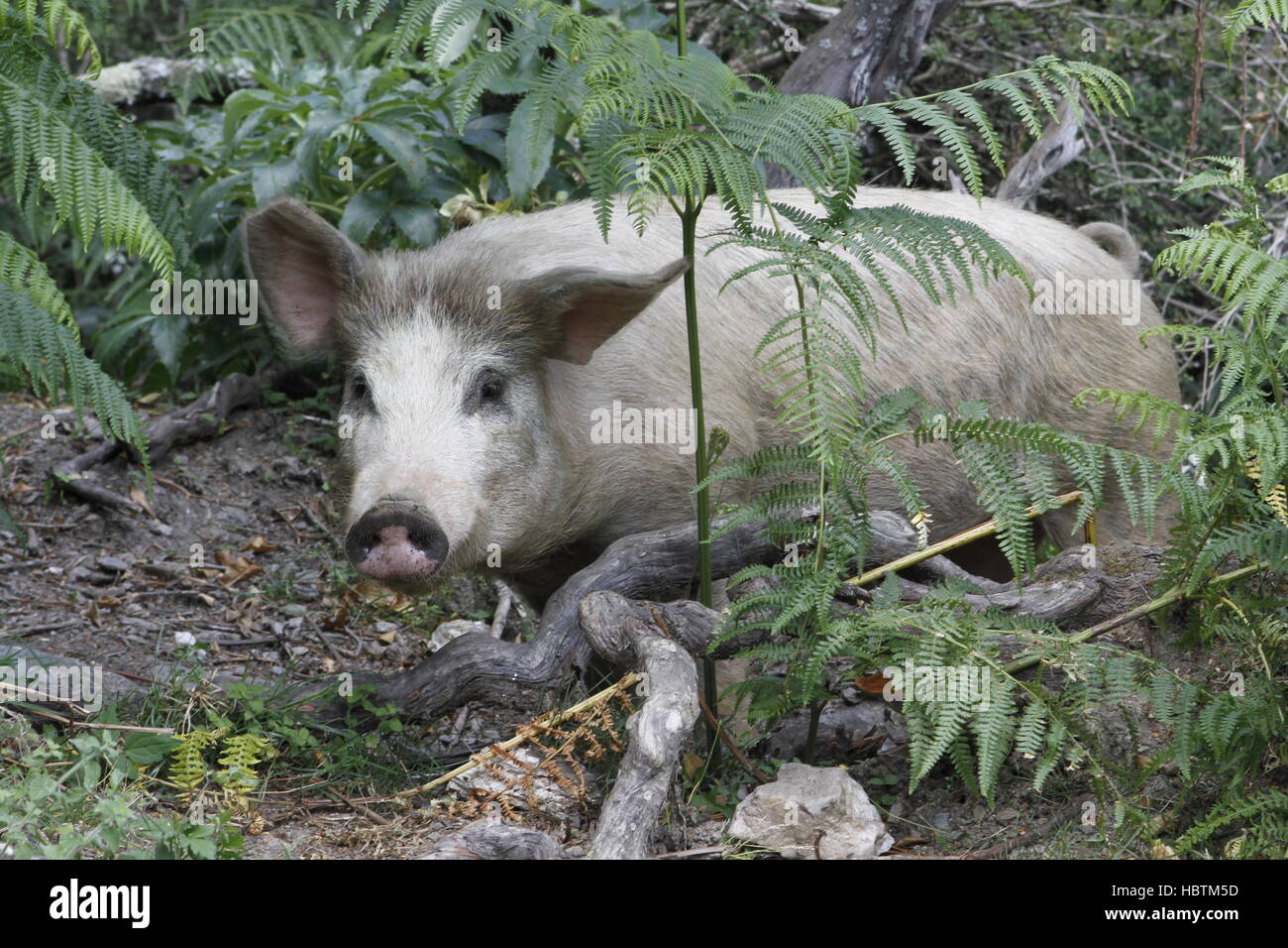 cochon Banque D'Images