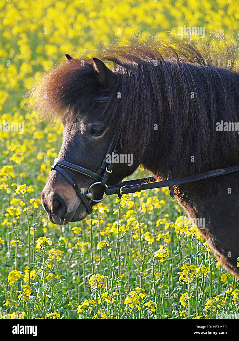 Poney Shetland Banque D'Images