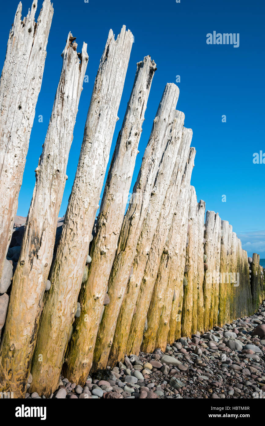 Aine en bois sur Bossington beach, Somerset, Royaume-Uni. Banque D'Images