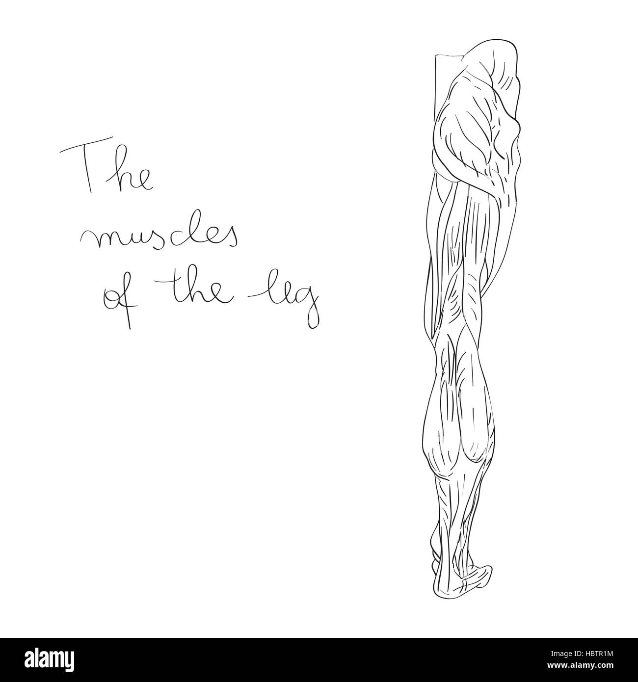 Les muscles des jambes en arrière Banque D'Images