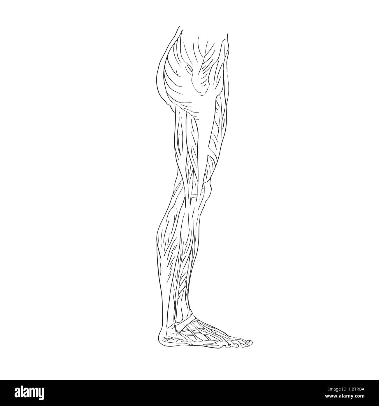 Latérale des muscles des jambes Banque D'Images