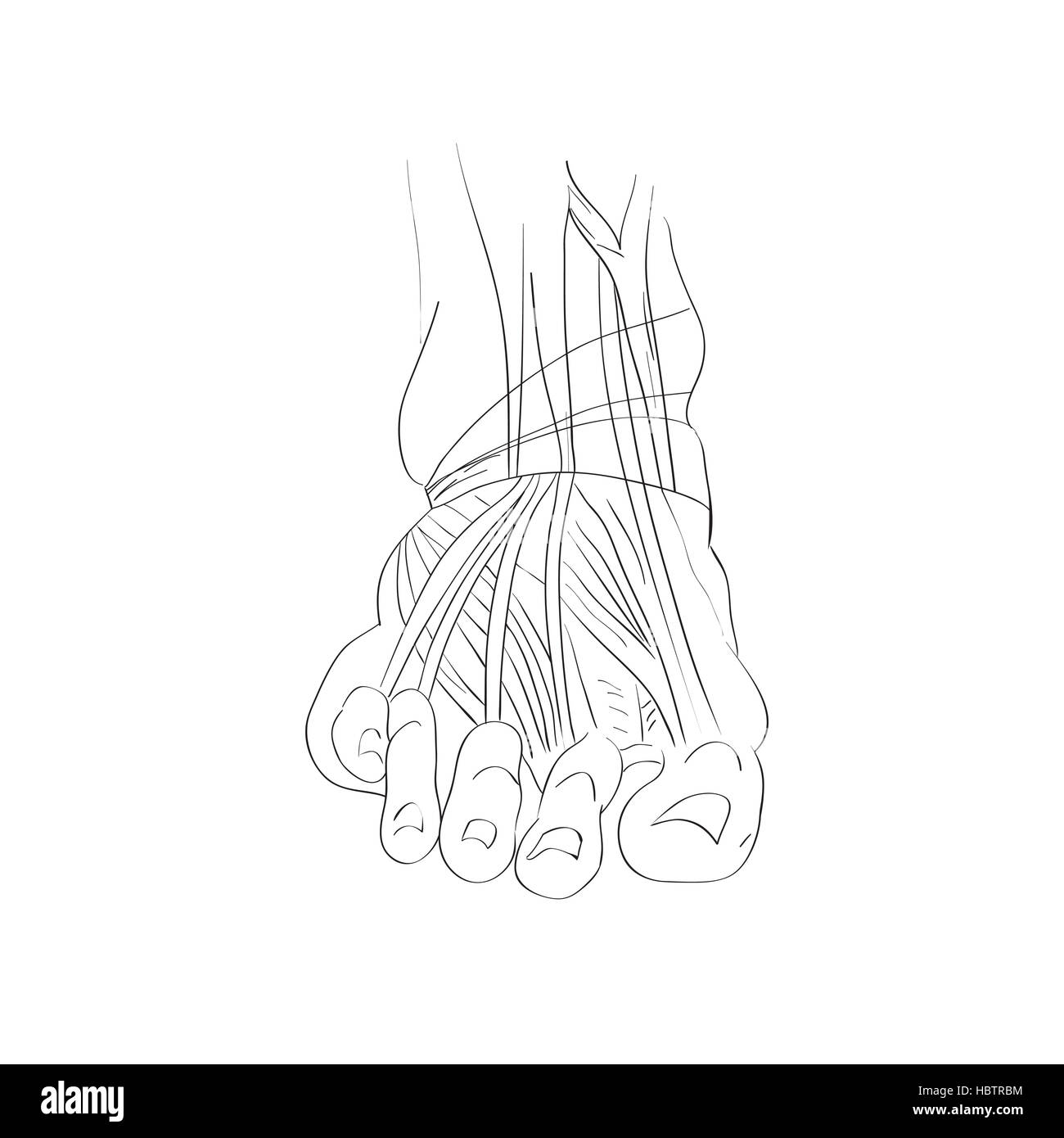 muscles du pied Banque D'Images muscles du pied Banque D'Images