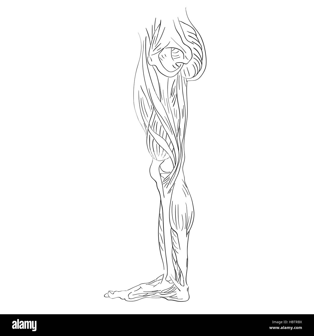 Les muscles des jambes latérales internes Banque D'Images