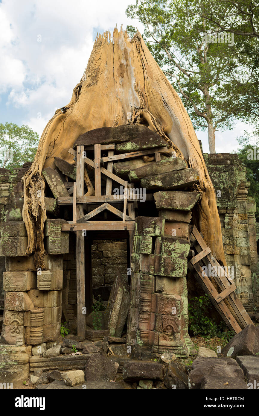 Les racines des arbres couvrant les pierres dans le temple Preah Khan, Cambodia. Banque D'Images