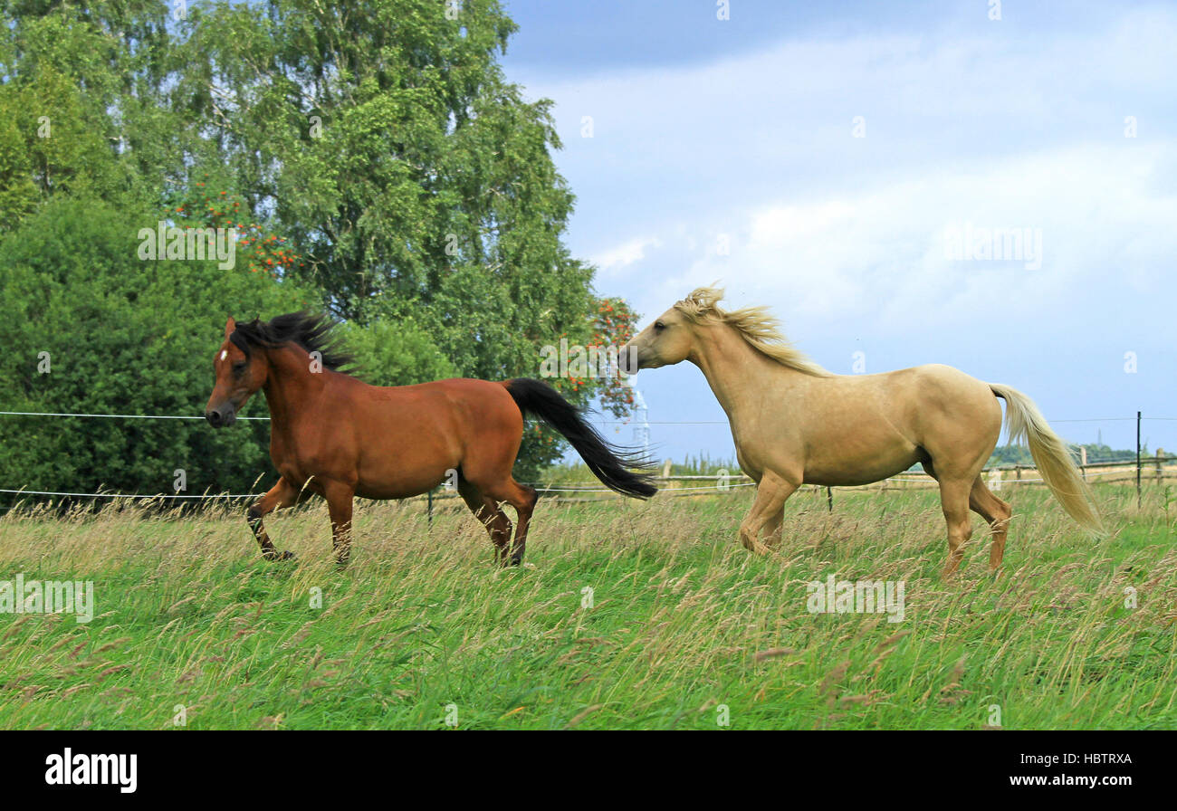 Cheval Arabe Partbred et Quarter Horse Banque D'Images