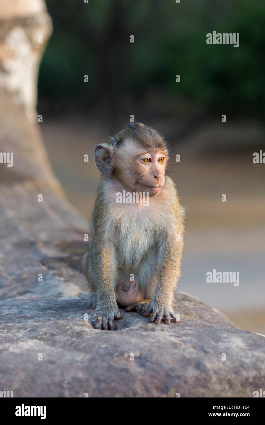 Singe Macaque marche dans les ruines d'Angkor, au Cambodge Banque D'Images