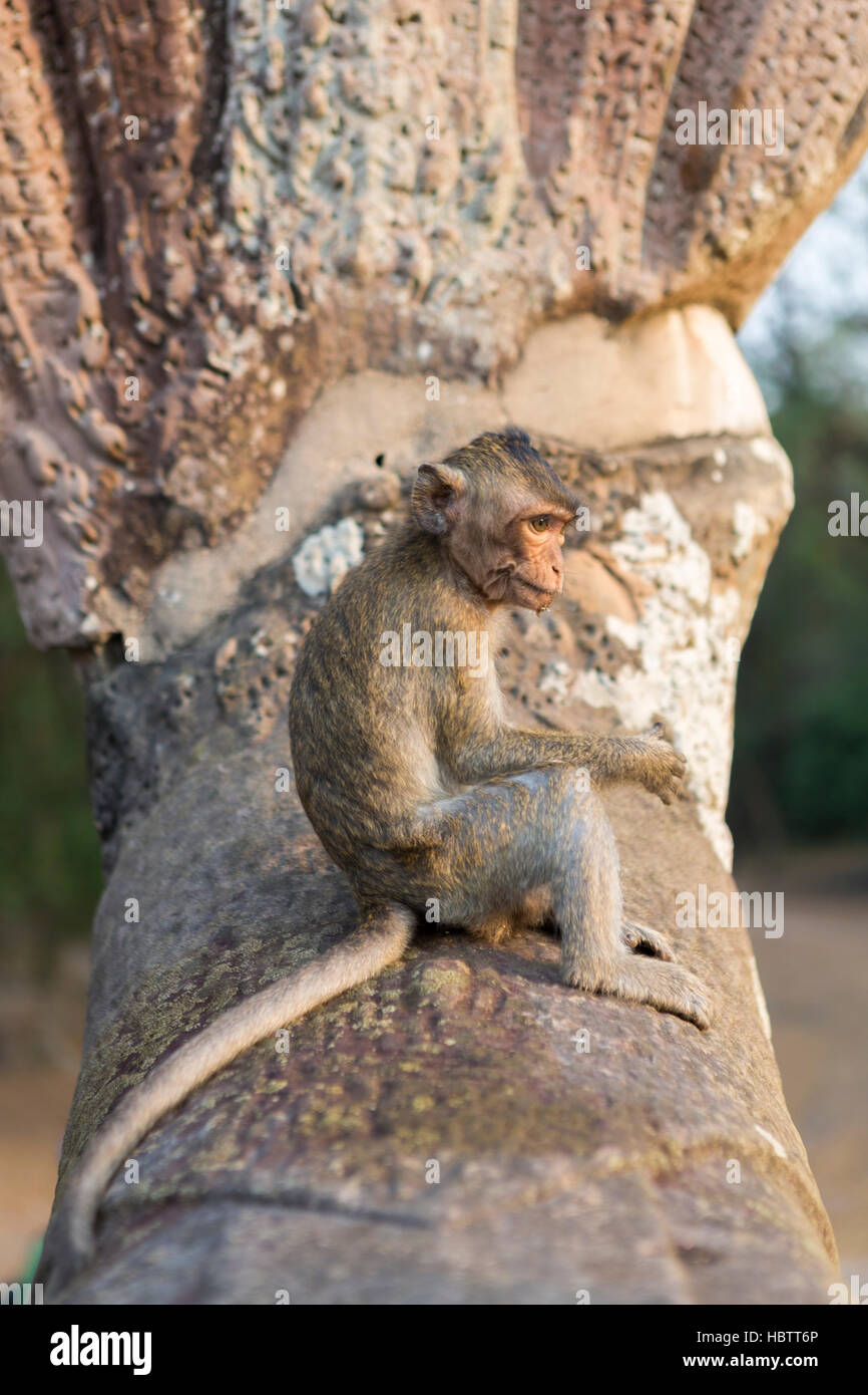 Singe Macaque marche dans les ruines d'Angkor, au Cambodge Banque D'Images