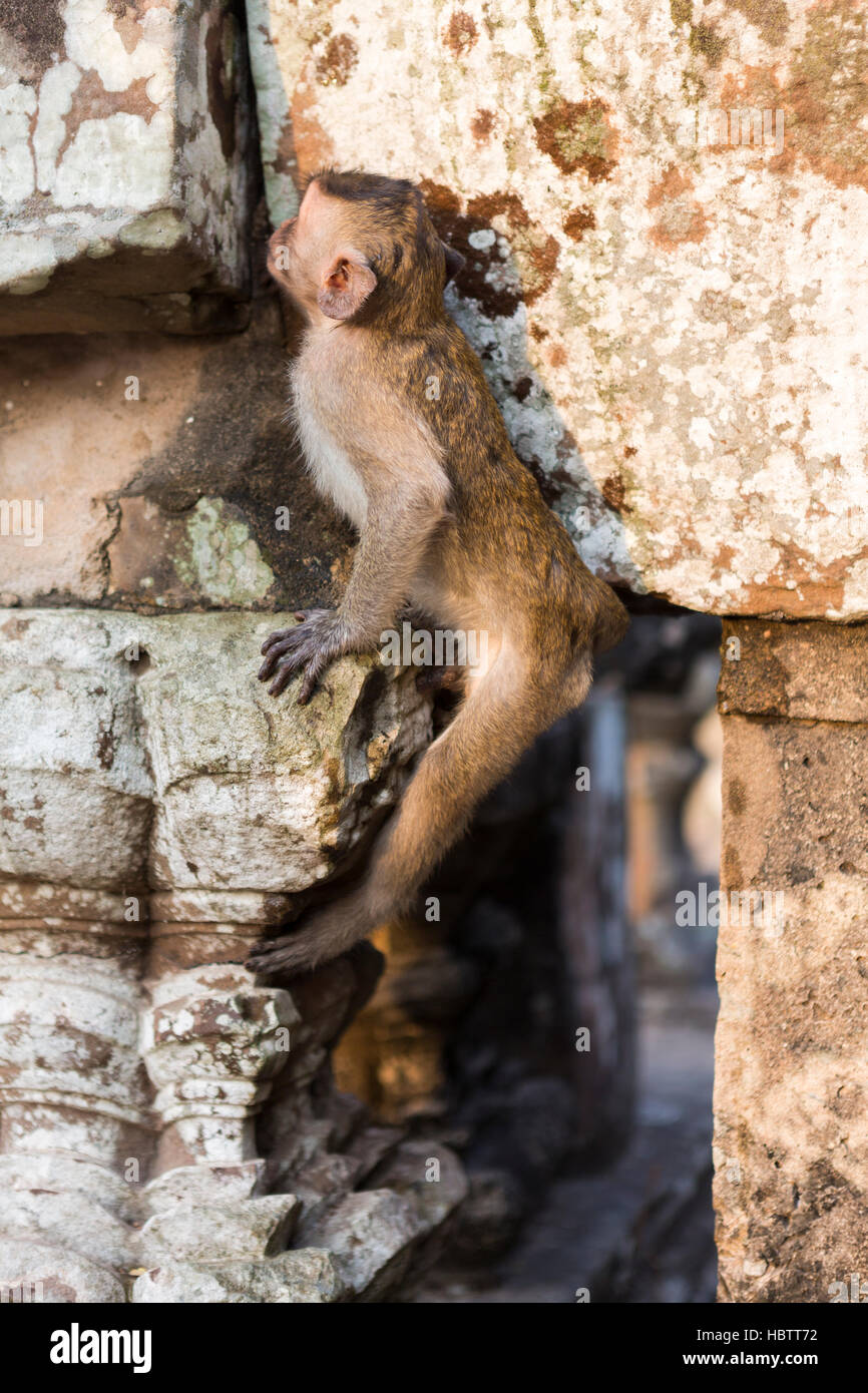 Singe Macaque marche dans les ruines d'Angkor, au Cambodge Banque D'Images