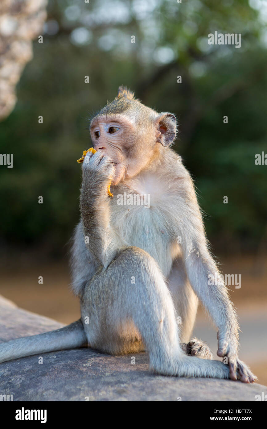 Singe Macaque marche dans les ruines d'Angkor, au Cambodge Banque D'Images