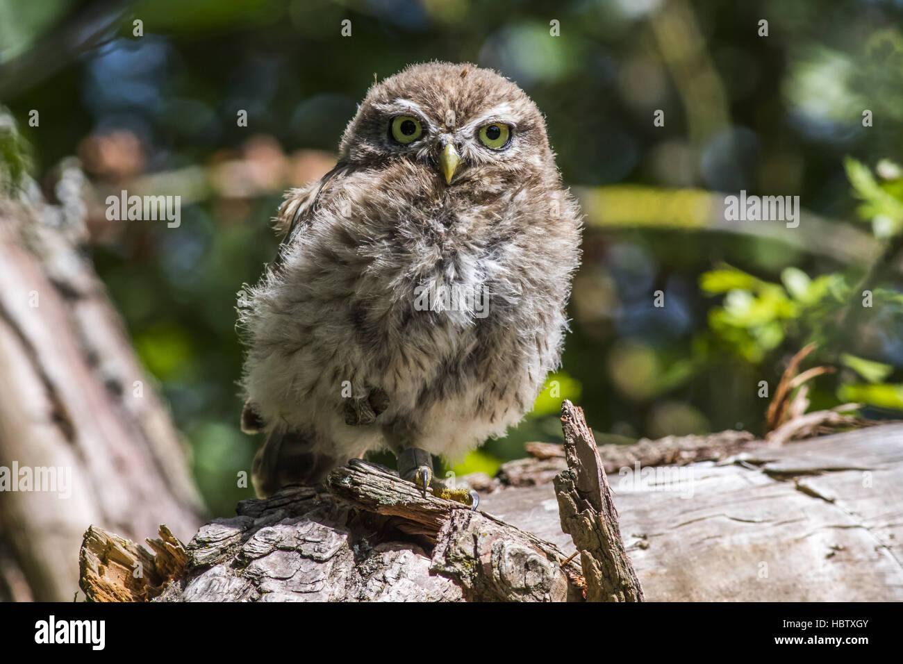 Chouette chevêche (Athene noctua) Banque D'Images