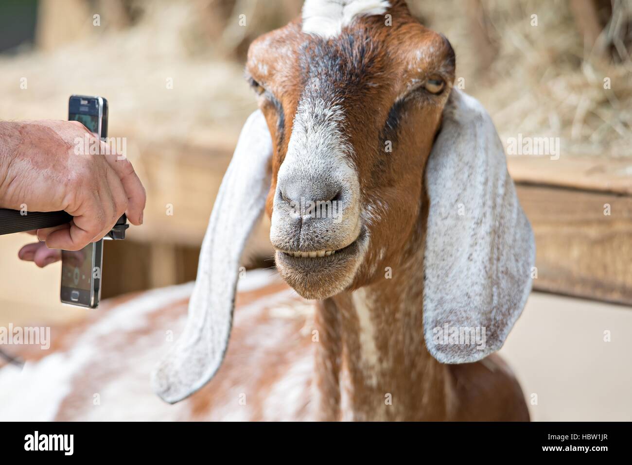Pose de chèvre à une ferme du pays Banque D'Images