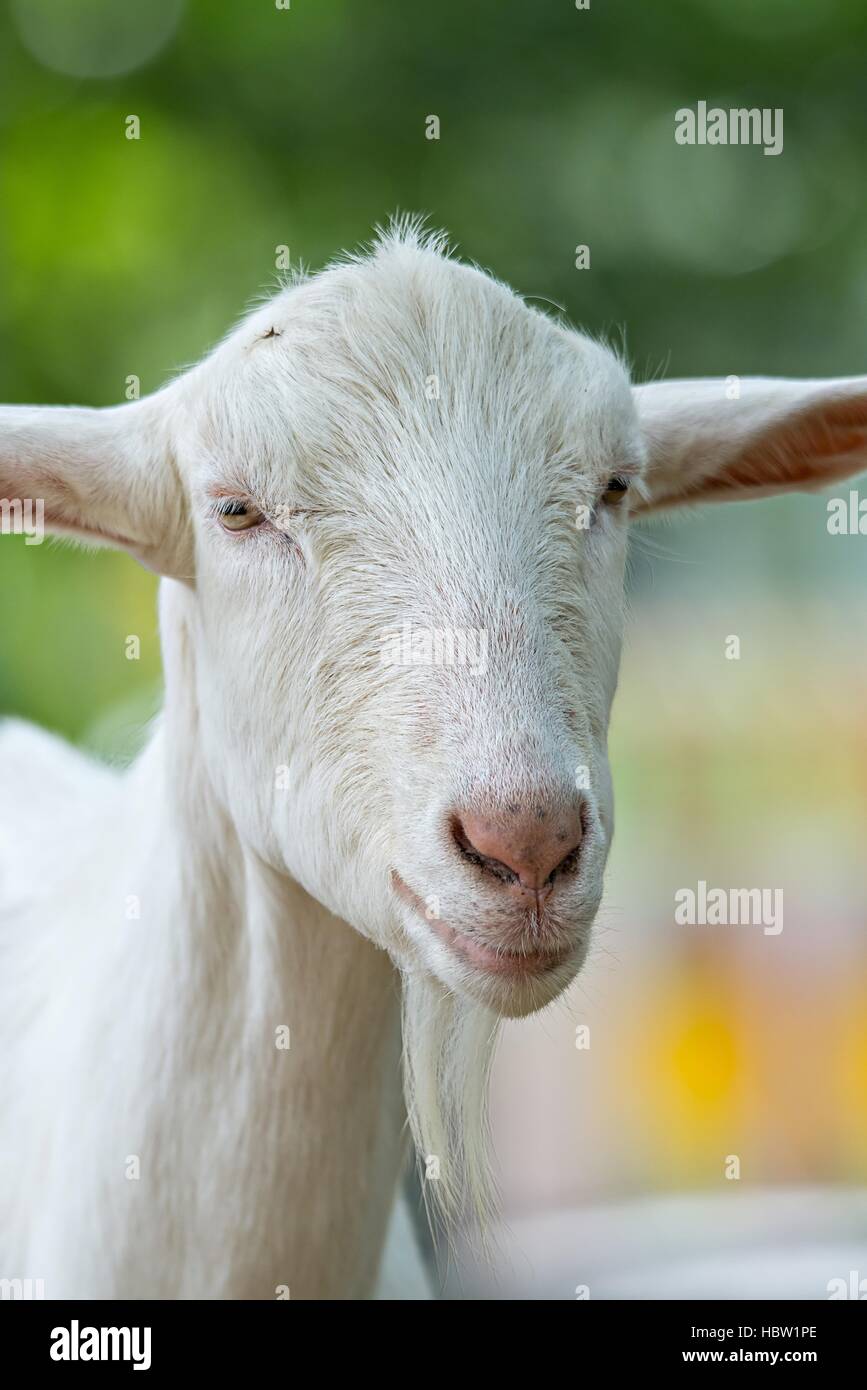 Pose de chèvre à une ferme du pays Banque D'Images