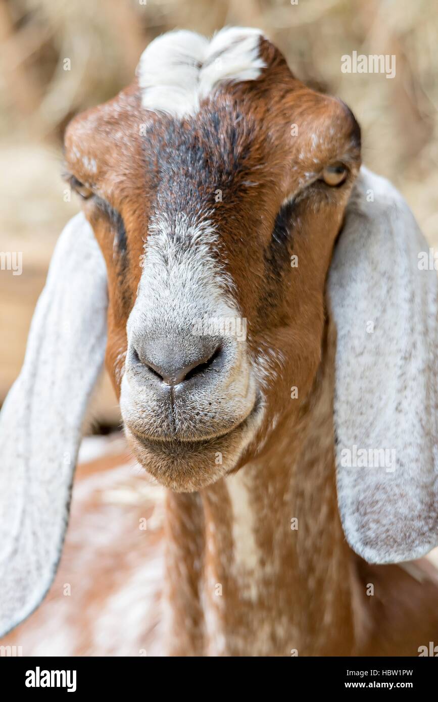 Pose de chèvre à une ferme du pays Banque D'Images
