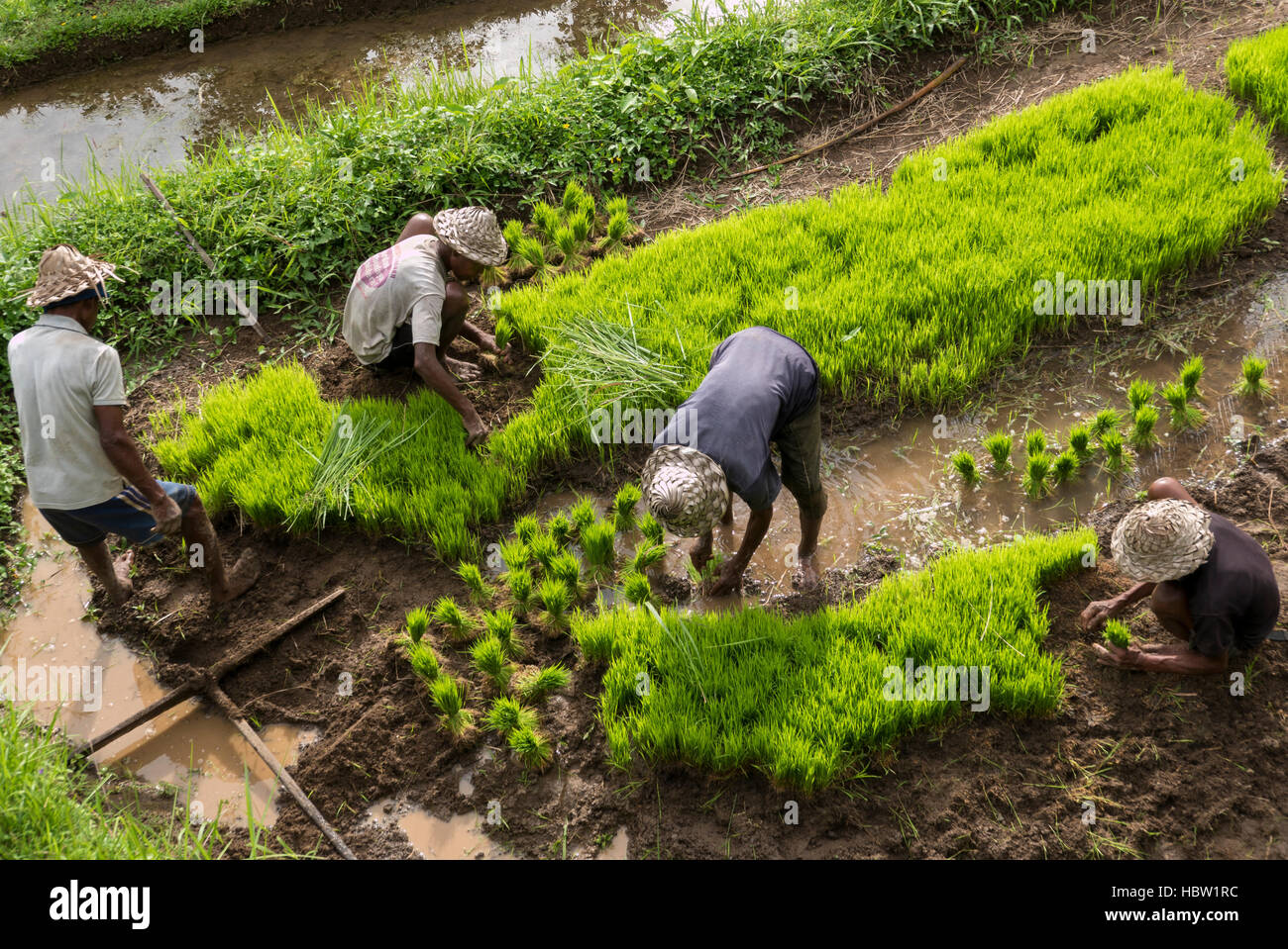 Champs de riz vert sur l'île de Bali, Ubud, Indonésie près de Jatiluwih Banque D'Images