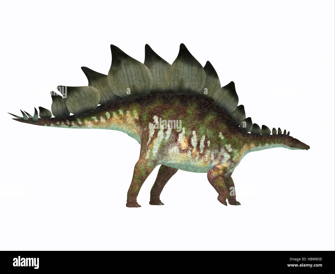 Le Stegosaurus était un dinosaure herbivore blindés qui vivent en Amérique du Nord au cours de la période jurassique. Banque D'Images