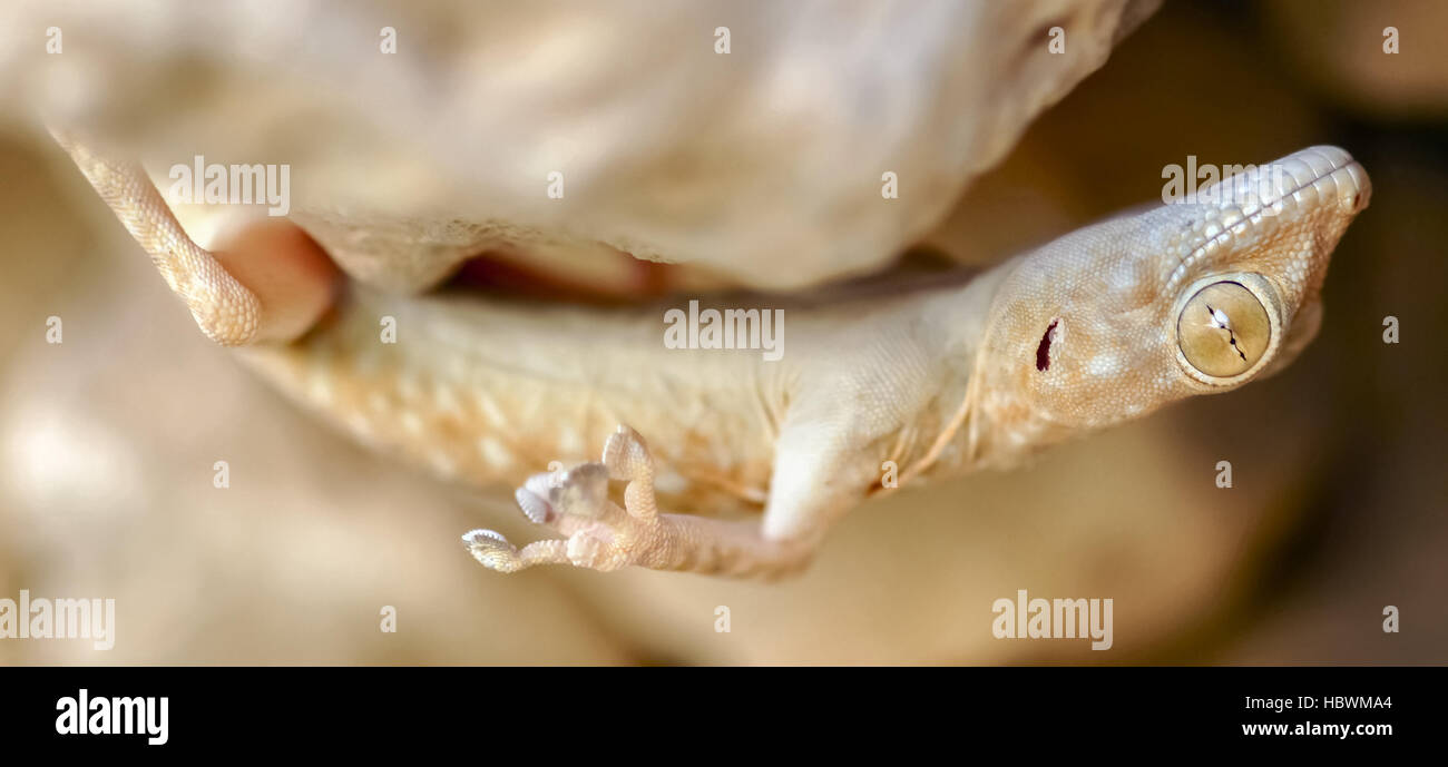 Les doigts du ventilateur Gecko (Ptyodactylus guttatus) tête en bas d'un toit de la grotte. Désert de Judée, en Israël. Banque D'Images