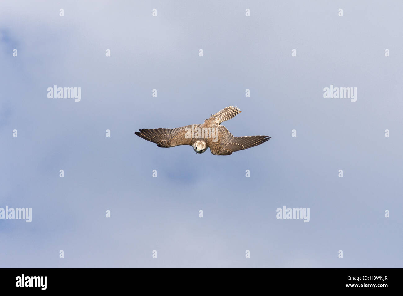 Owl en vol à Chester Banque D'Images