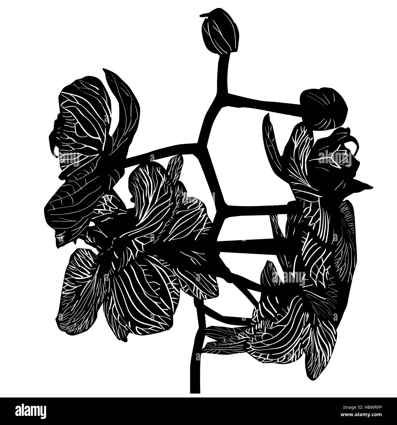 pochoir orchidée Banque D'Images