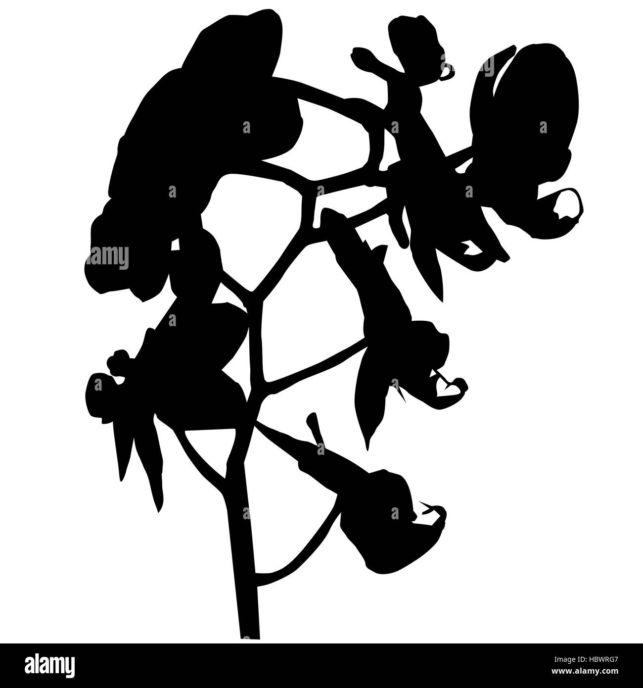 Silhouette d'Orchidée Banque D'Images