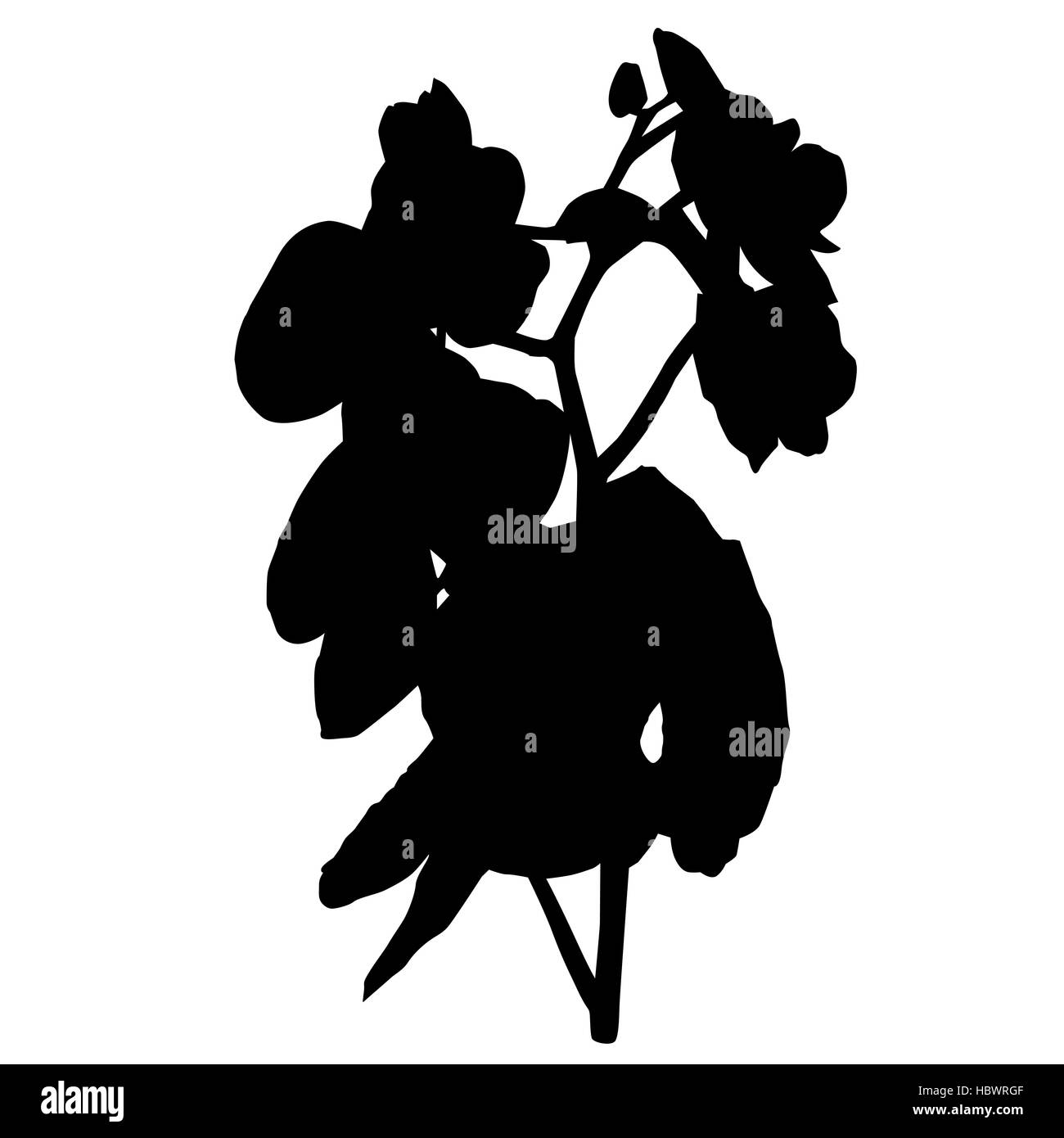 Orchid blossom silhouette Banque D'Images
