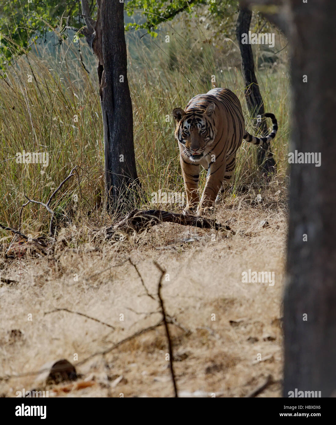 Wild tigre du Bengale (Panthera tigris tigris) Marche à leur habitat naturel, le parc national de Ranthambore, en Inde Banque D'Images