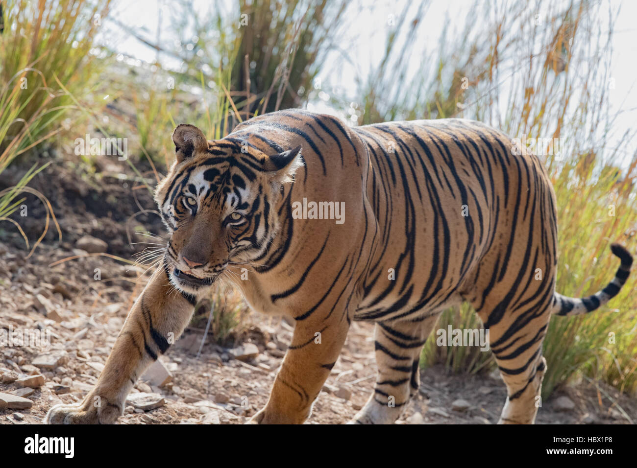 Male Female Siberian Tiger Panthera Banque De Photographies Et D images male-female-siberian-tiger-panthera-banque-de-photographies-et-d-images