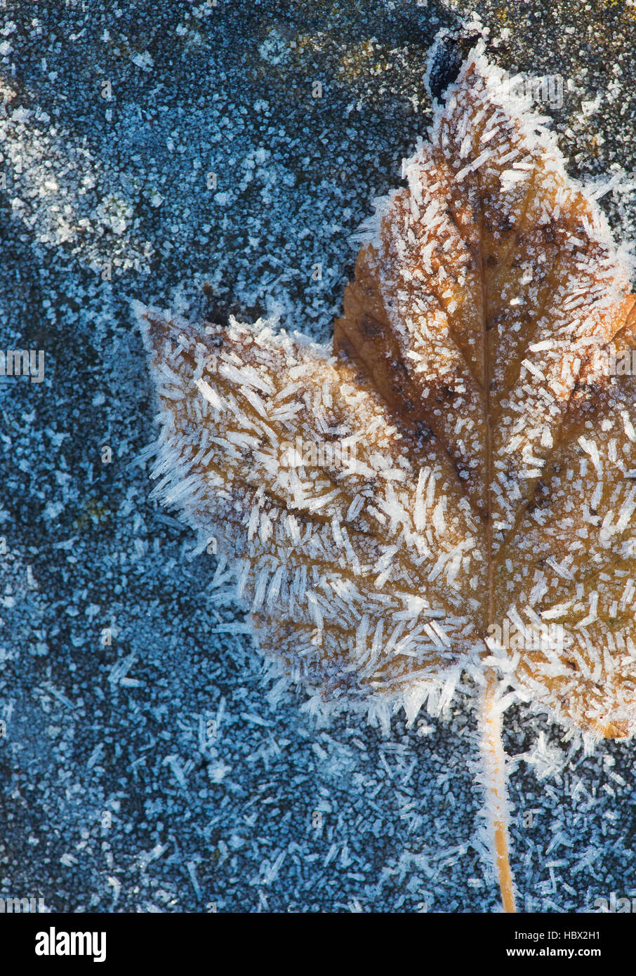 Ribes nigrum. Frost couverts feuille de cassis sur un sentier. Banque D'Images