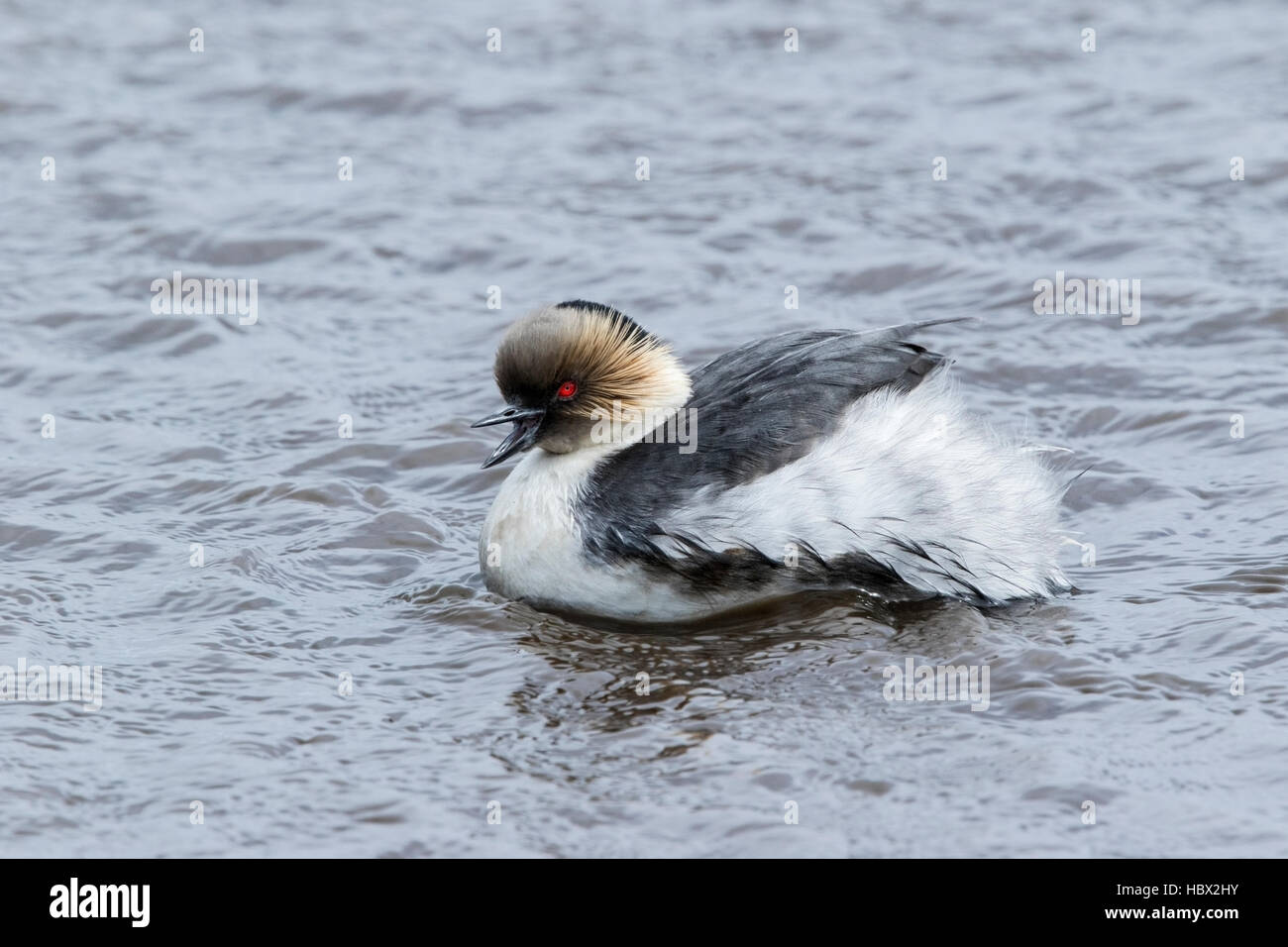 Silvery grebe (Podiceps occipital) adulte en plumage nuptial appelant tout en nageant sur le lac en Îles Falkland Banque D'Images