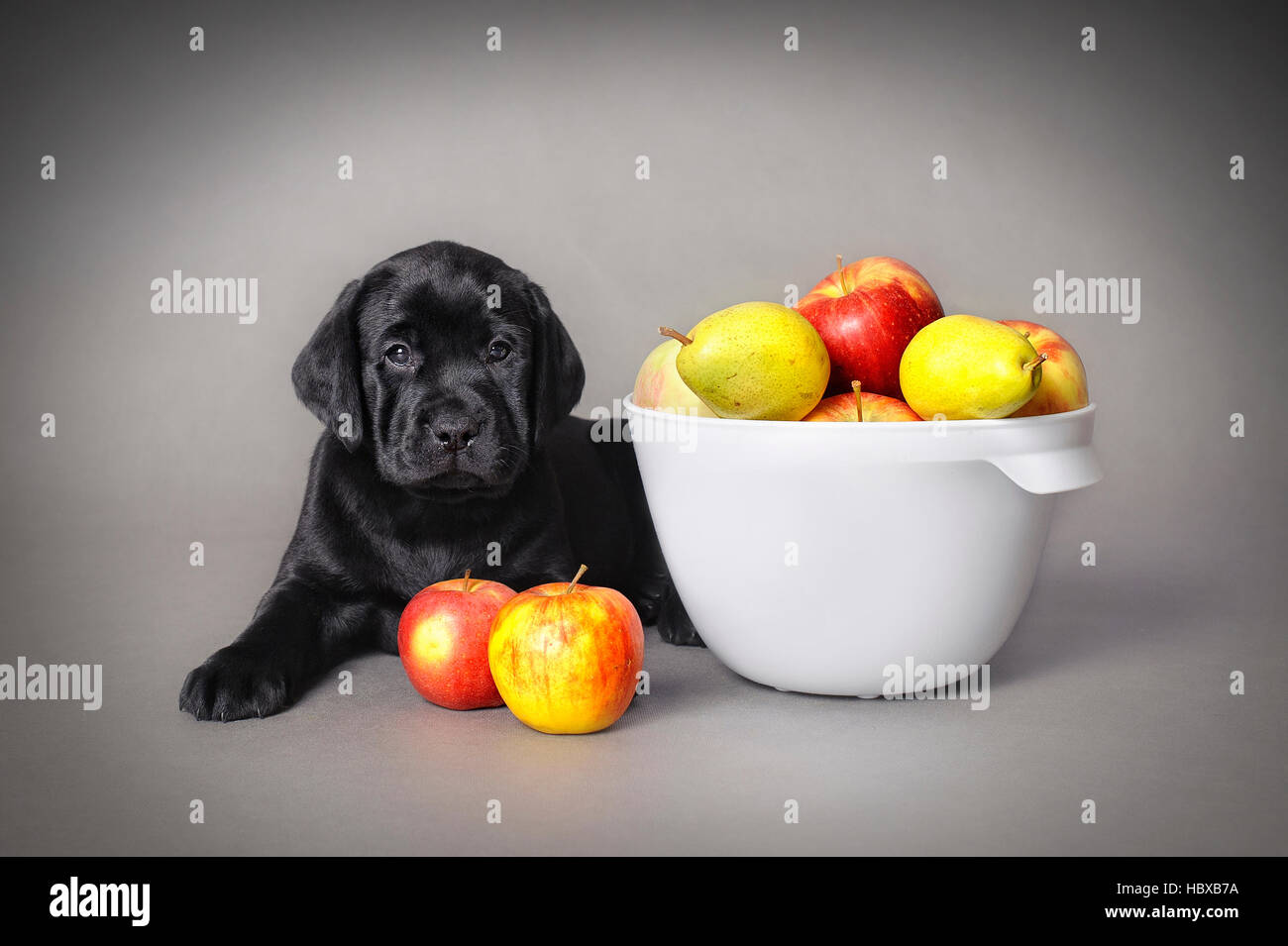 Labrador retriever chiot avec fruits sur fond gris Banque D'Images