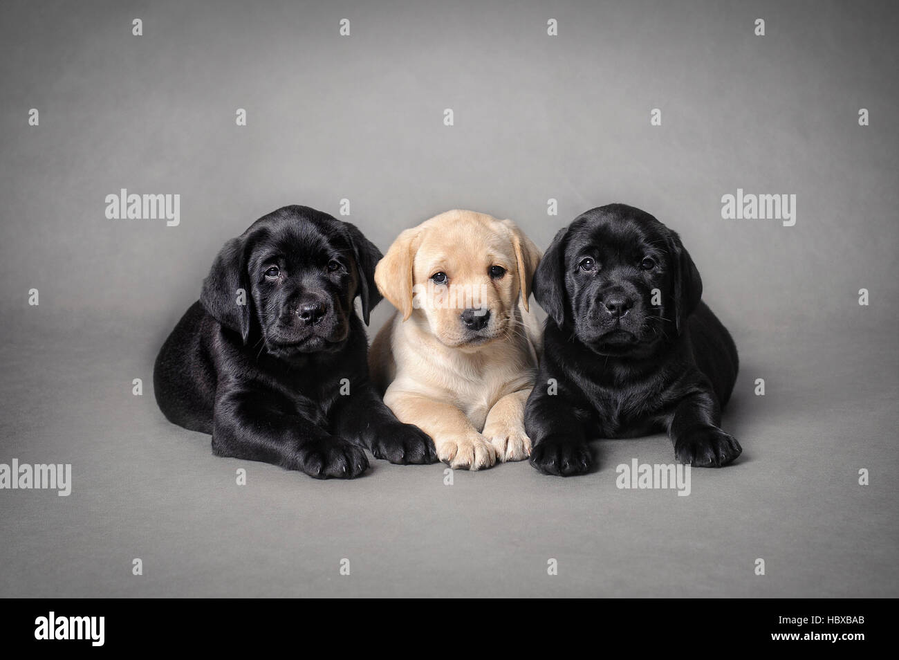 Labrador retriever puppies sur fond gris Banque D'Images