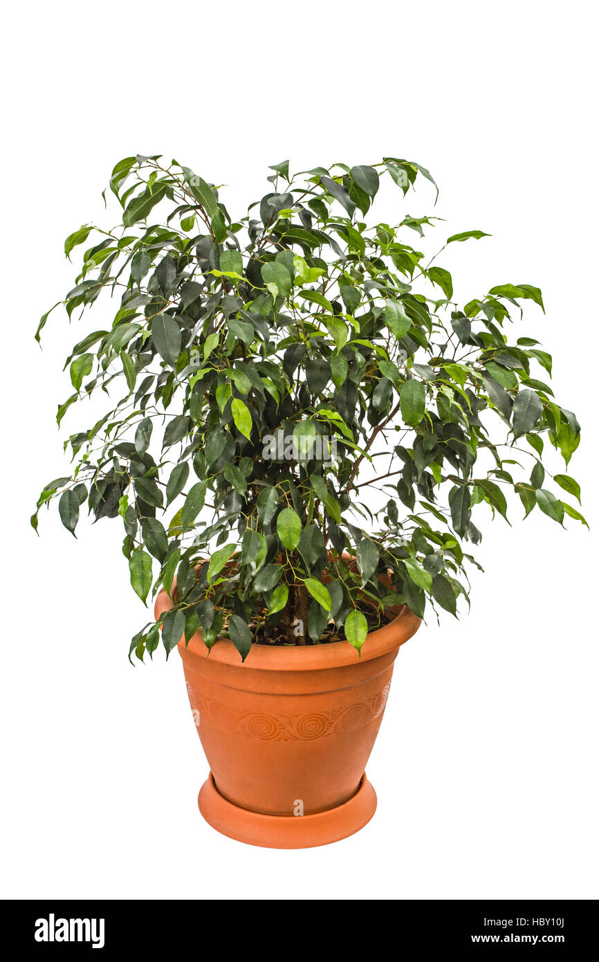 Ficus benjamina isolé sur fond blanc Banque D'Images