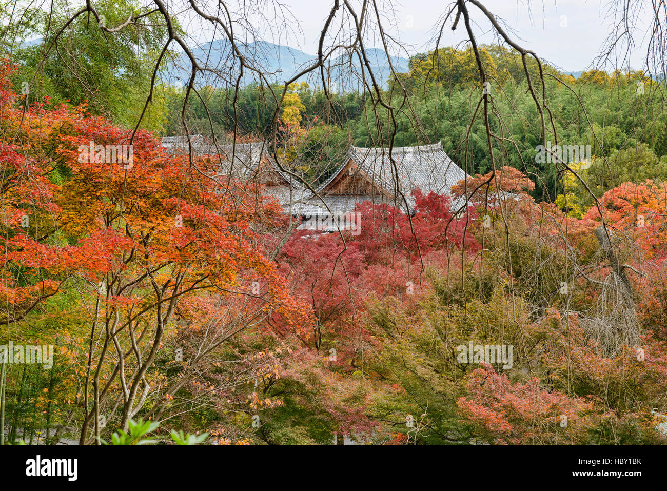 Les feuilles d'automne en quadrichromie à Tenryu-ji, Kyoto, Japon Banque D'Images