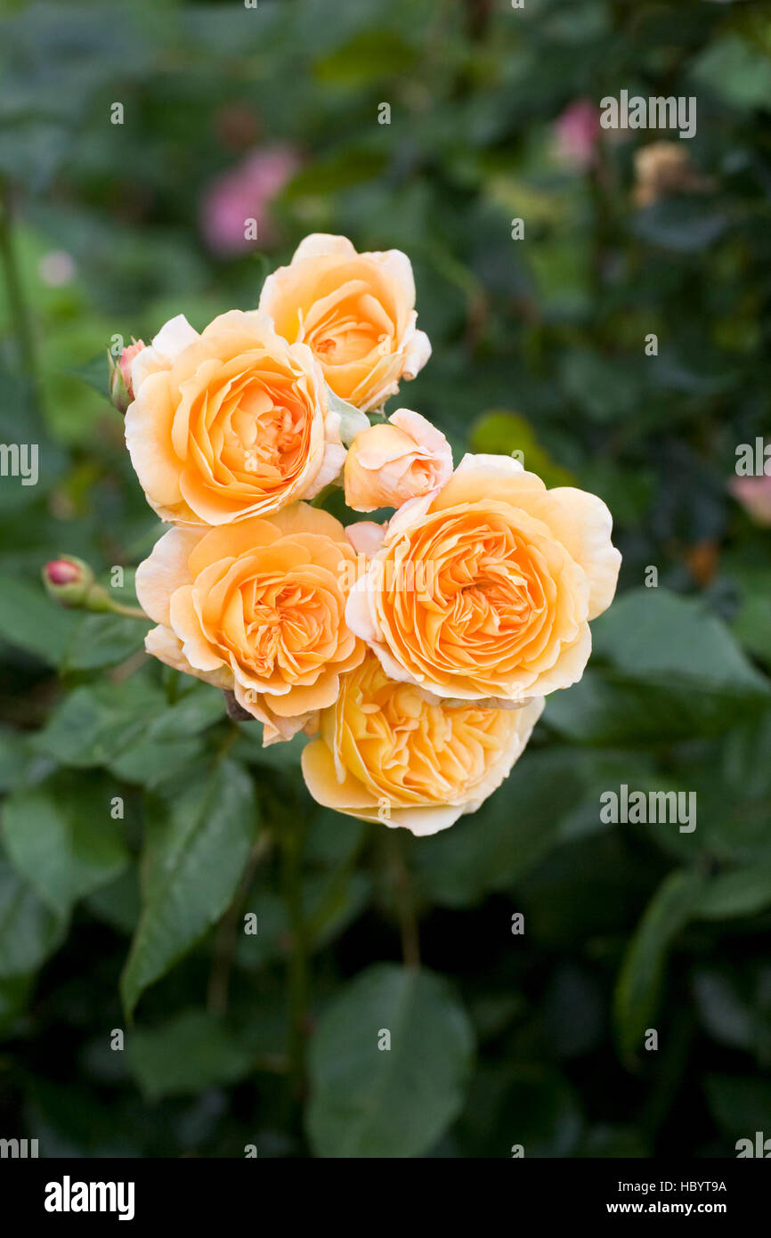 Rosa Crown Princess Margareta 'Ausbaker'. Une courte escalade English rose. Banque D'Images
