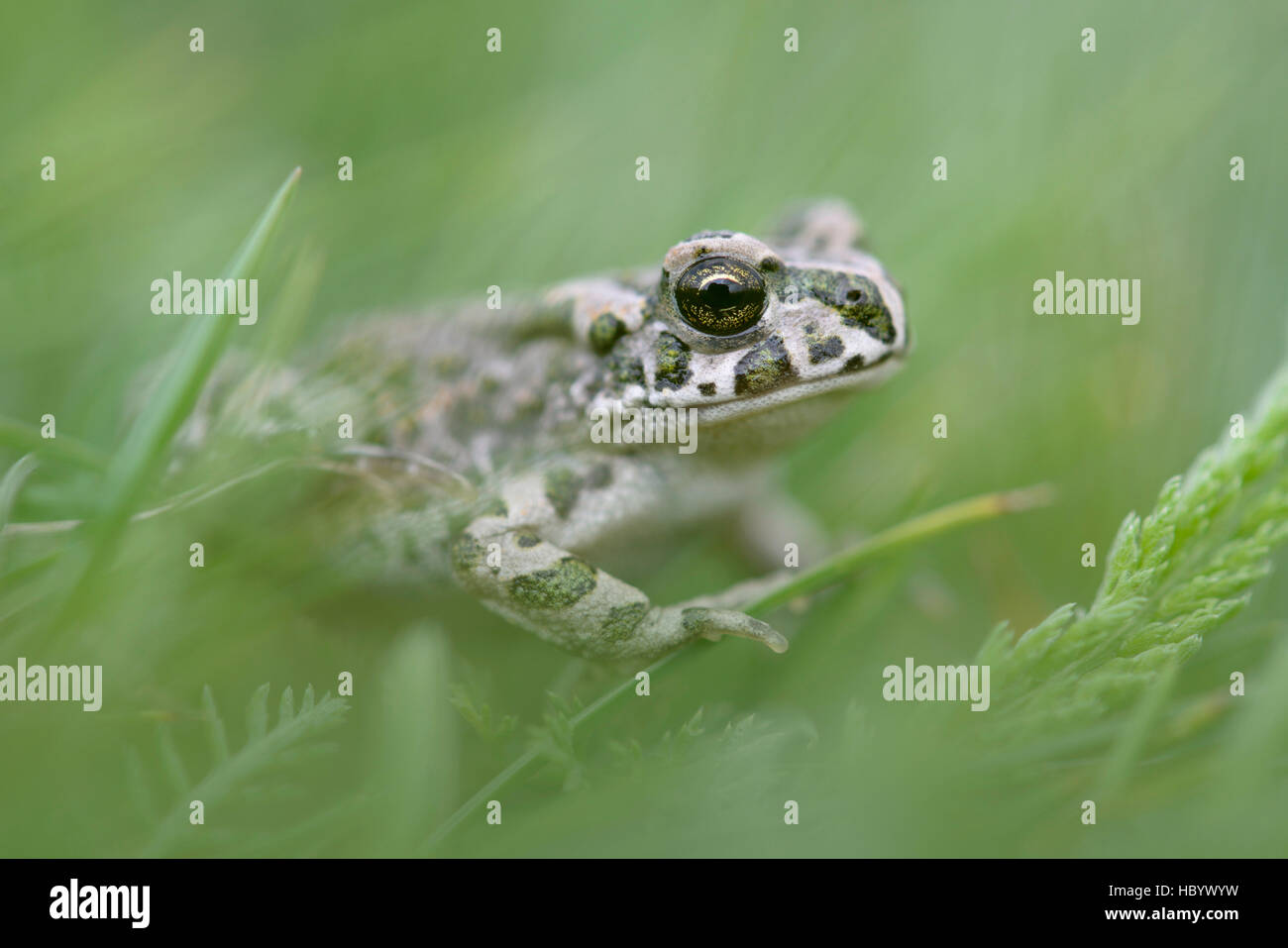 Crapaud vert européen (Bufotes viridis), prairie, District de Louny, République Tchèque Banque D'Images