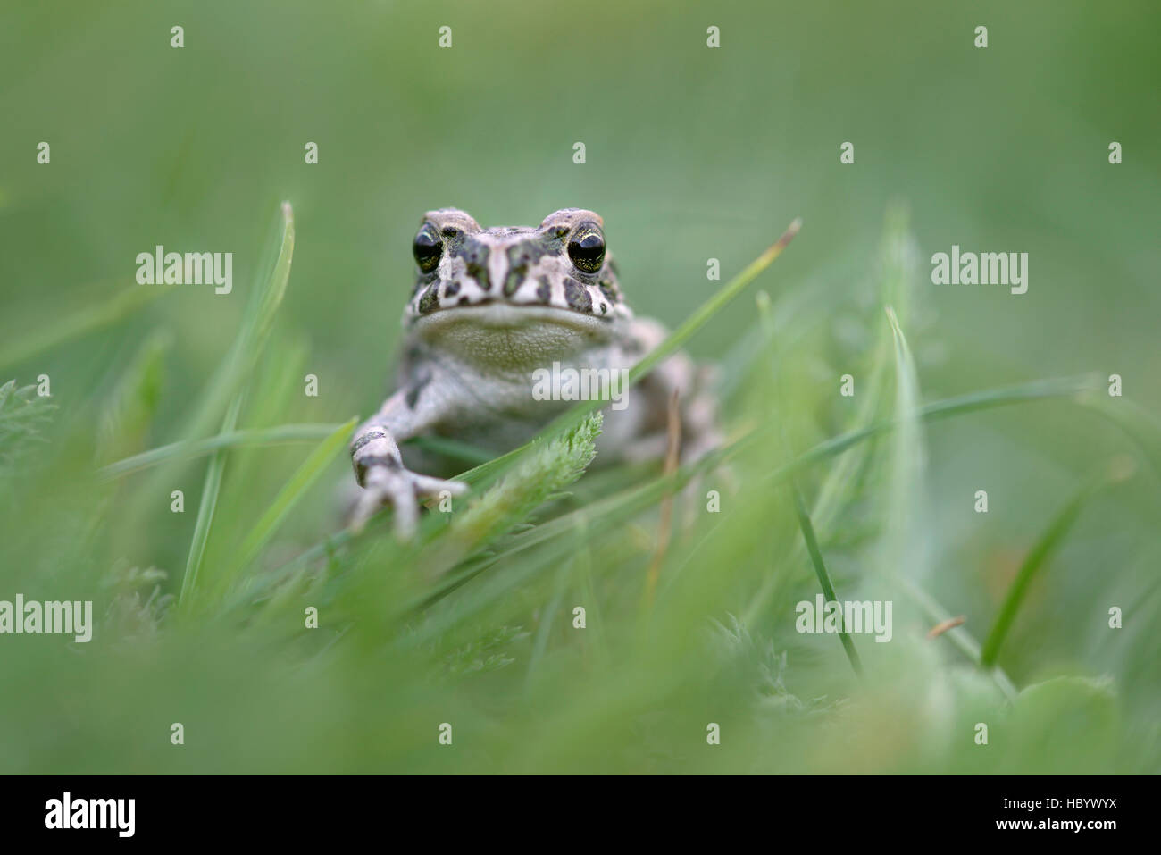Crapaud vert européen (Bufotes viridis), prairie, District de Louny, République Tchèque Banque D'Images