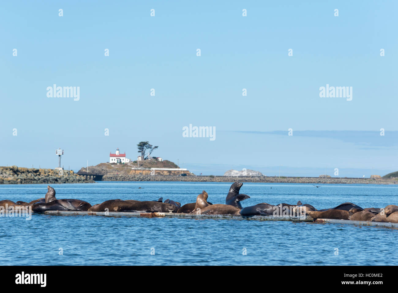 Les lions de mer portant sur un quai flottant dans le port de Crescent, Crescent City, Californie. Le phare de la pointe de la batterie est dans l'arrière-plan. Banque D'Images