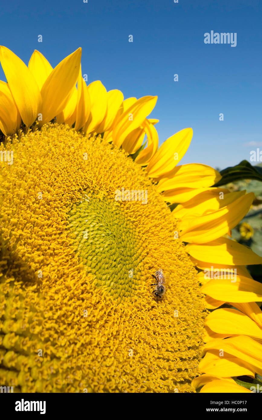 Abeille pollinisant un tournesol dans l'Est de l'Oregon's Grande Ronde Valley. Banque D'Images