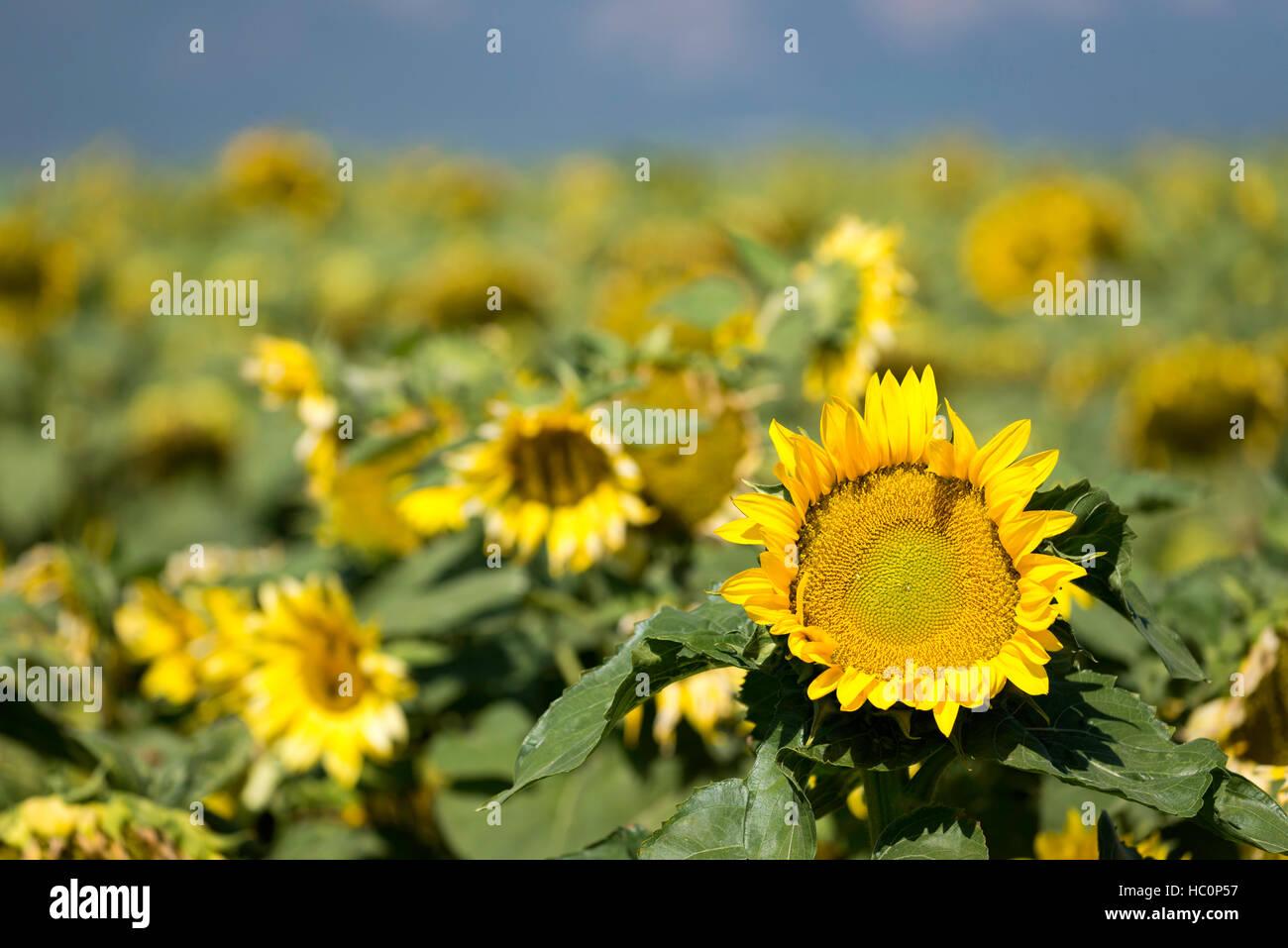 Tournesols en fleurs dans l'Est de l'Oregon's Grande Ronde Valley. Banque D'Images