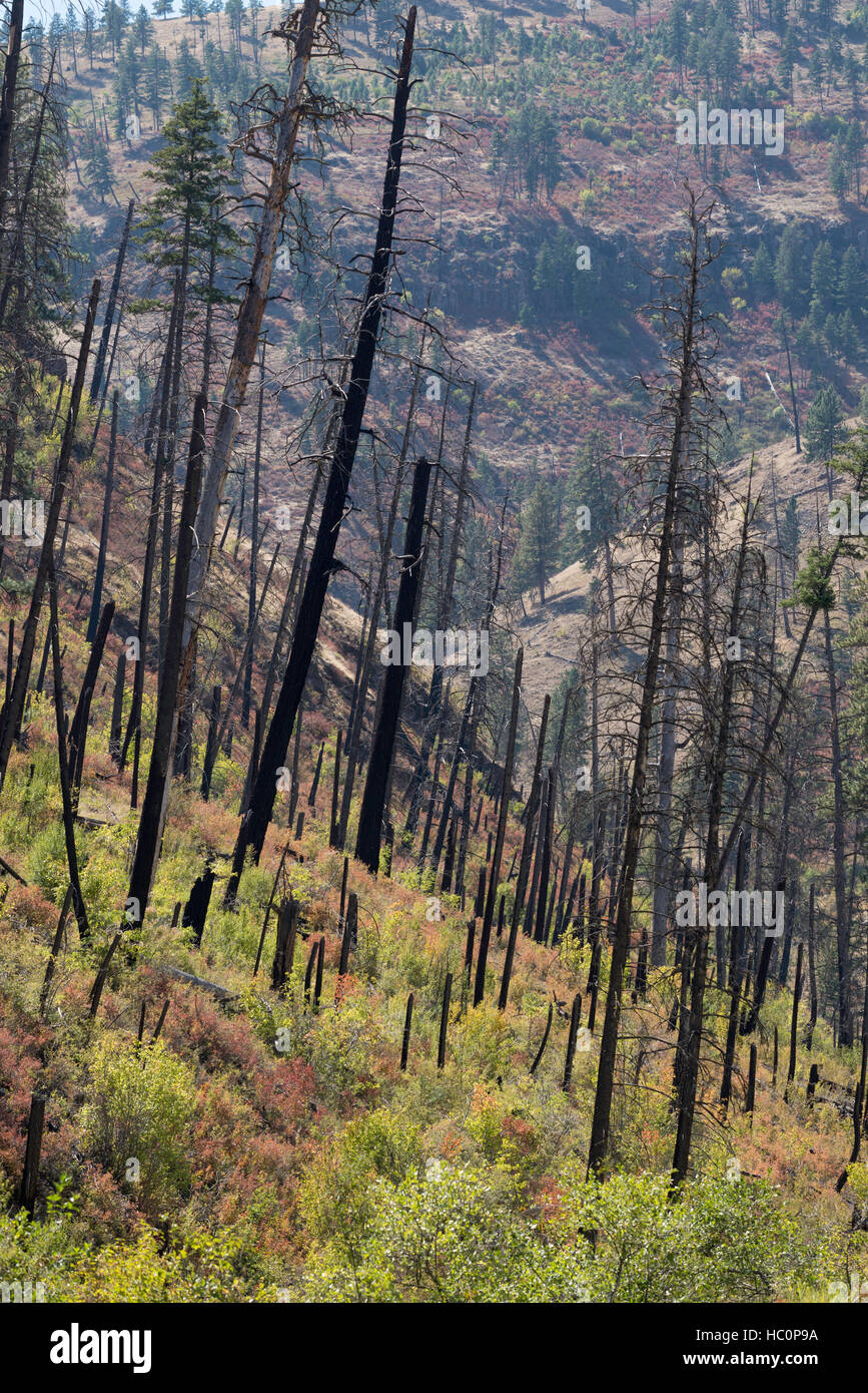 La repousse de plus en plus d'arbustes denses après un incendie de forêt dans le Camas Creek Canyon dans l'Est de l'Oregon. Banque D'Images