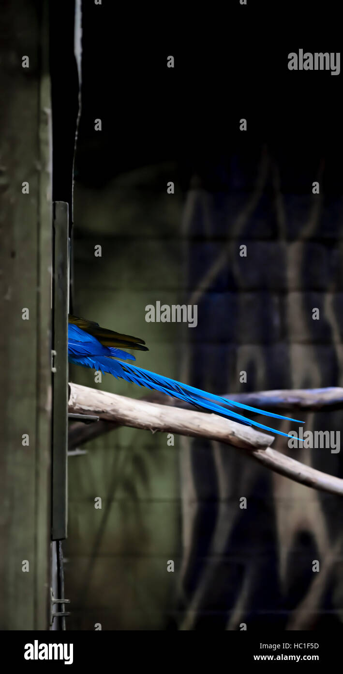 Perroquet Bleu qui sort de la queue, fond désaturé Banque D'Images