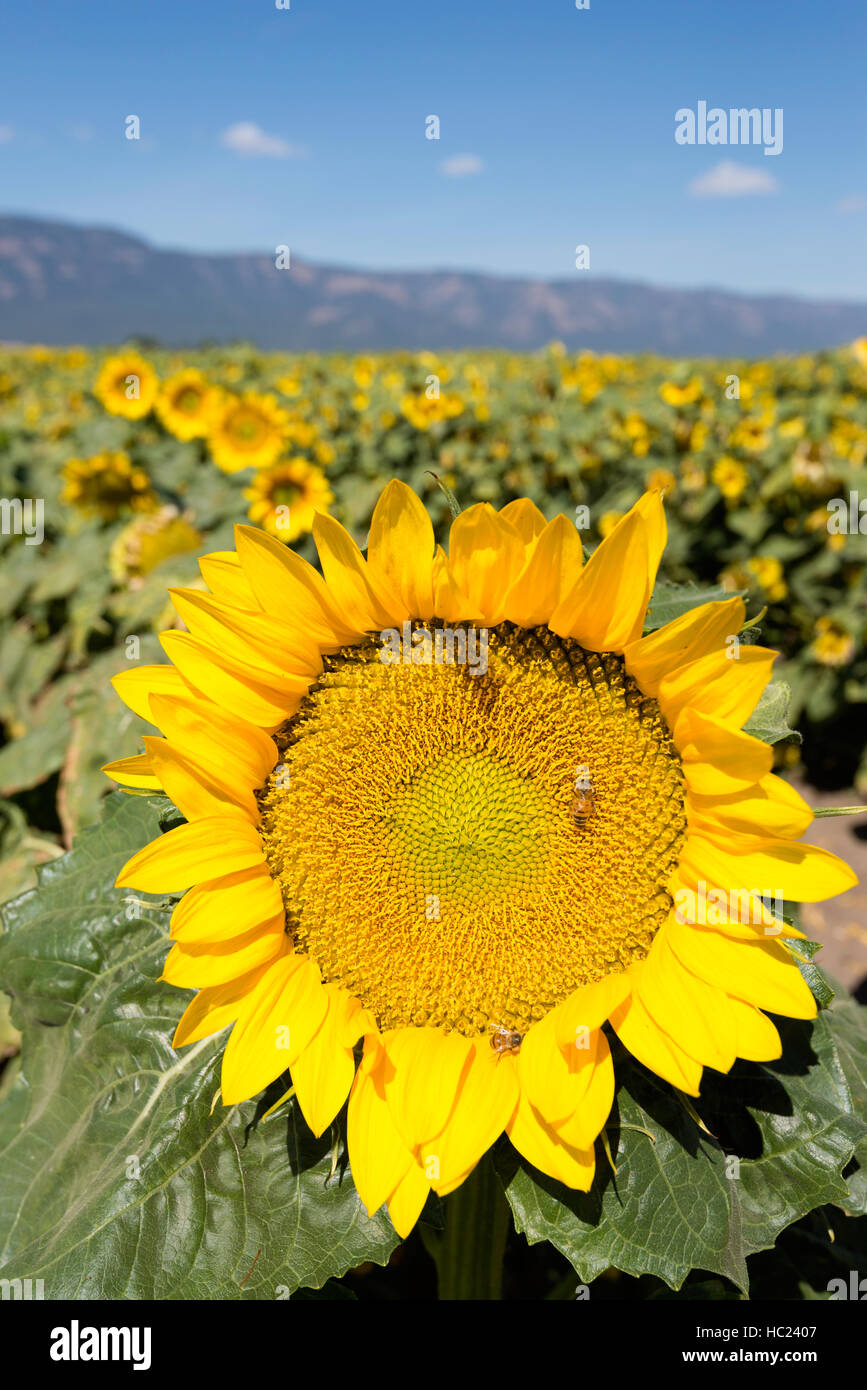 Les abeilles pollinisent un tournesol dans l'Est de l'Oregon's Grande Ronde Valley. Banque D'Images